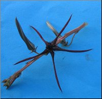 Spathulopetalum gracilipes 